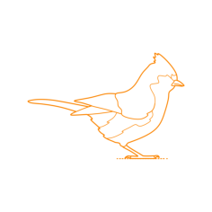Animals Songbirds Tufted Titmouse Outline Drawing Svg Vector, Free Vectors File